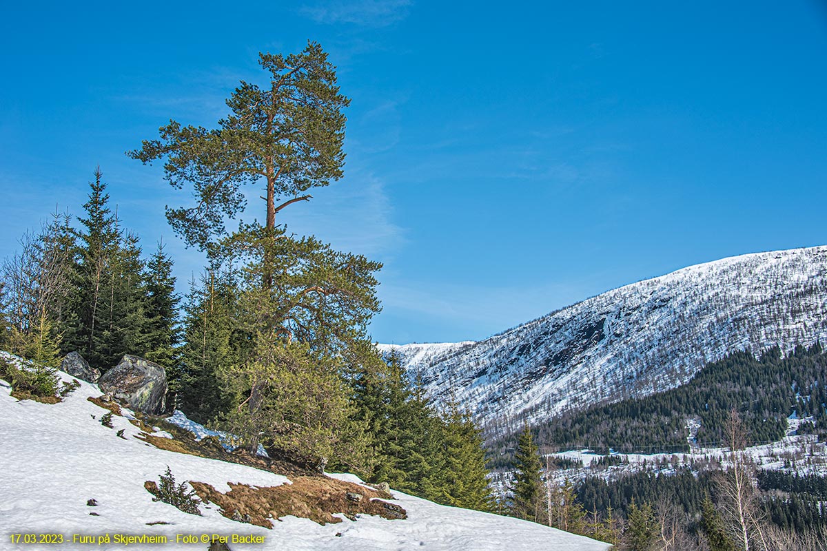 Furu på Skjervheim