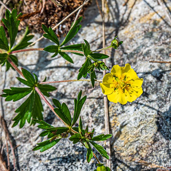 Liten blome funnen på Øvste Ulvundstølen