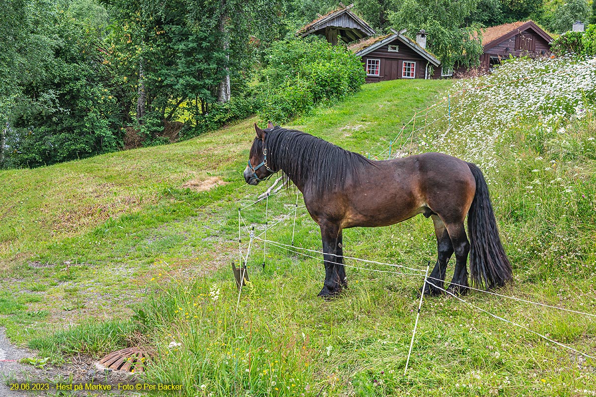 Hest på Mørkve