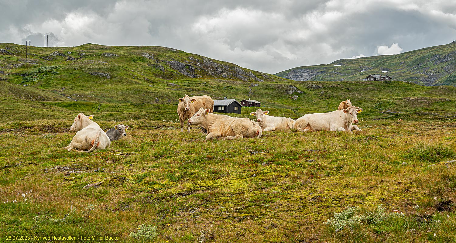 Kyr ved Hestavollen