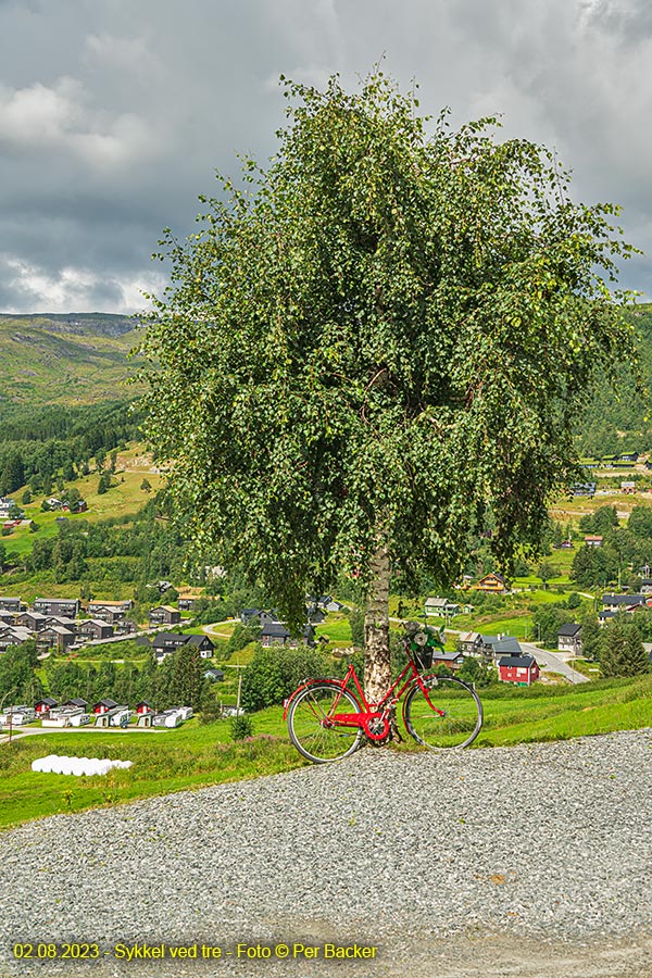 Sykkel ved tre