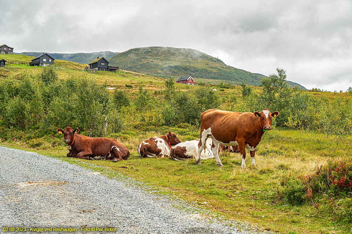 Kviger ved Revhaugen