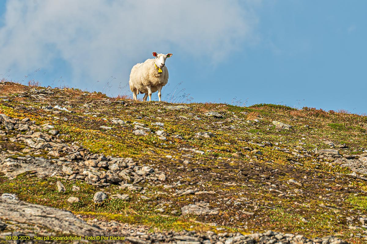 Sau på Sopanefjellet