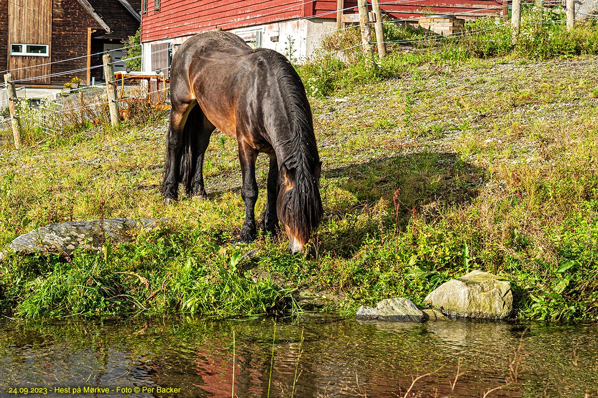 Hest på Mørkve