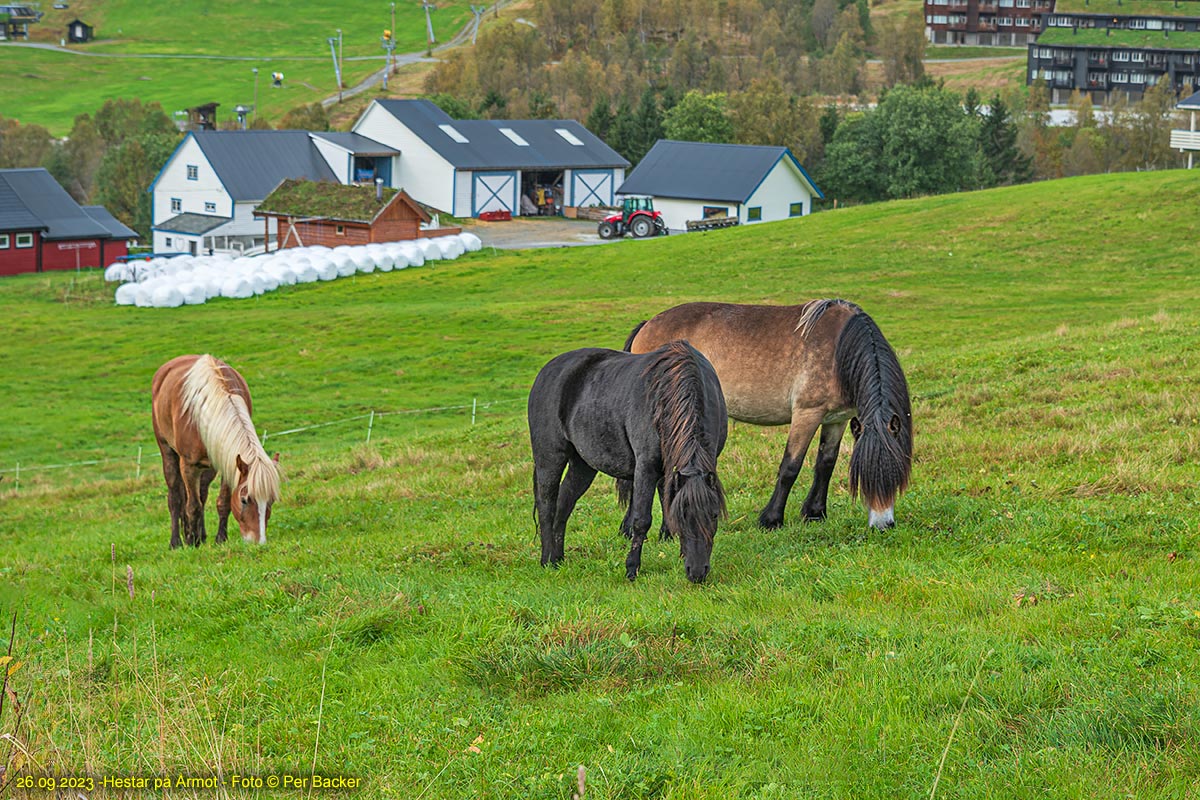 Hestar på Årmot