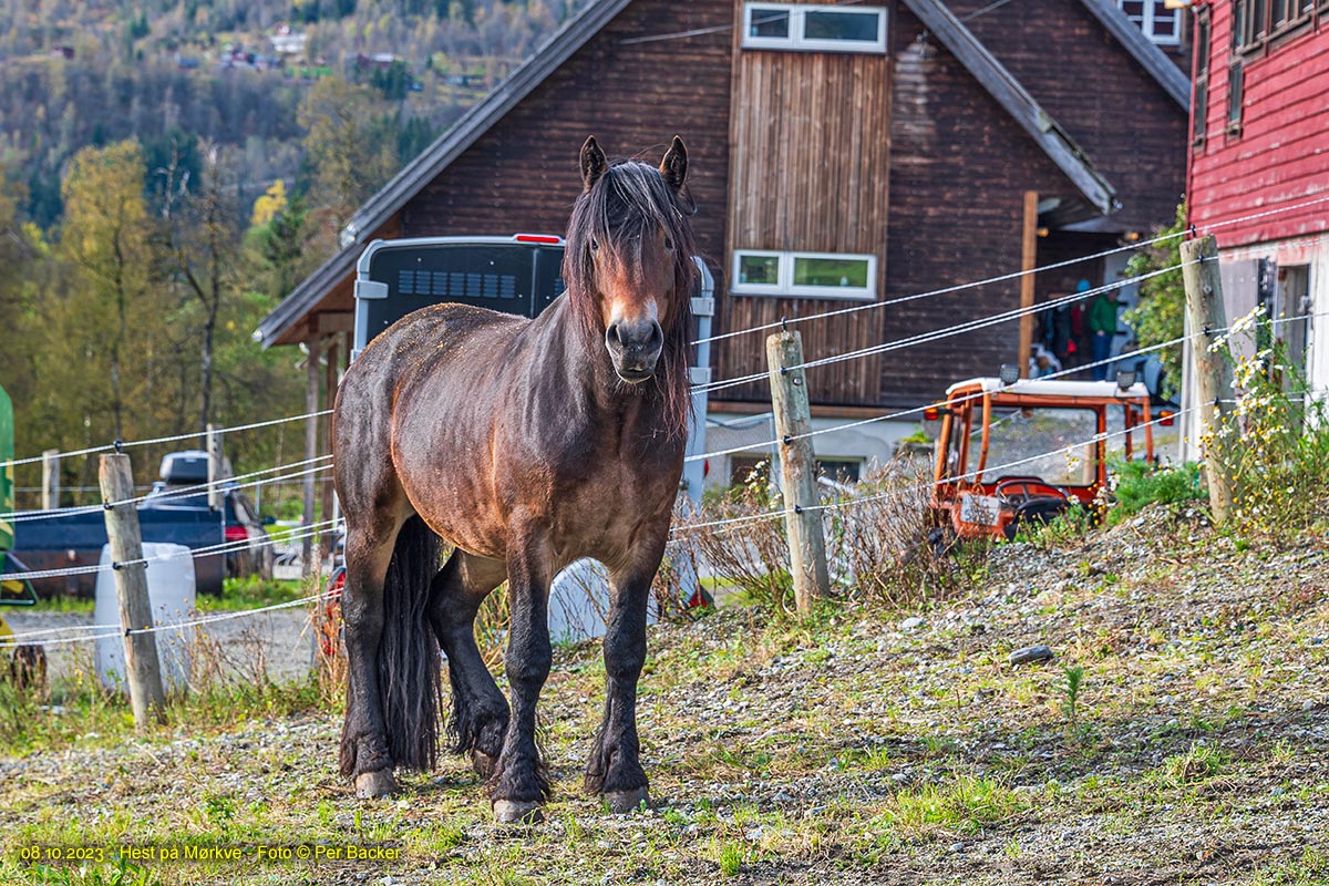 Hest på Mørkve