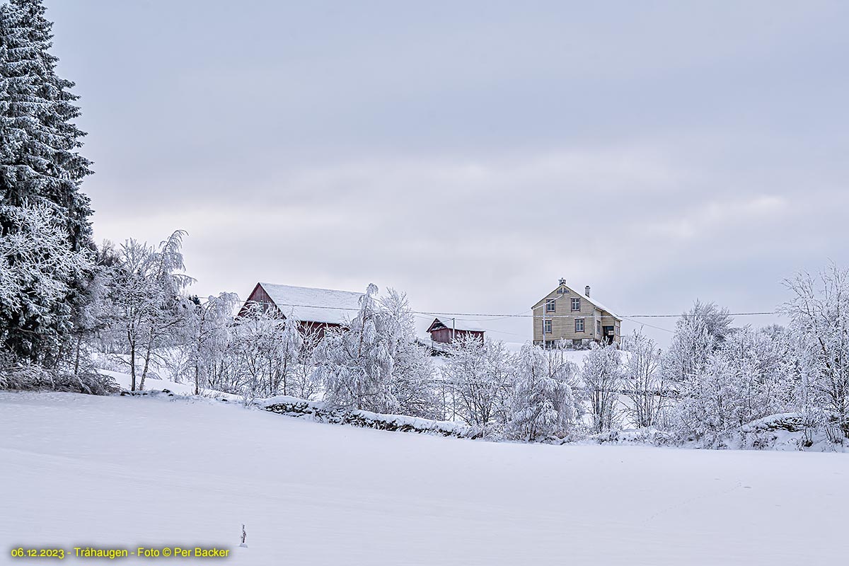 Tråhaugen