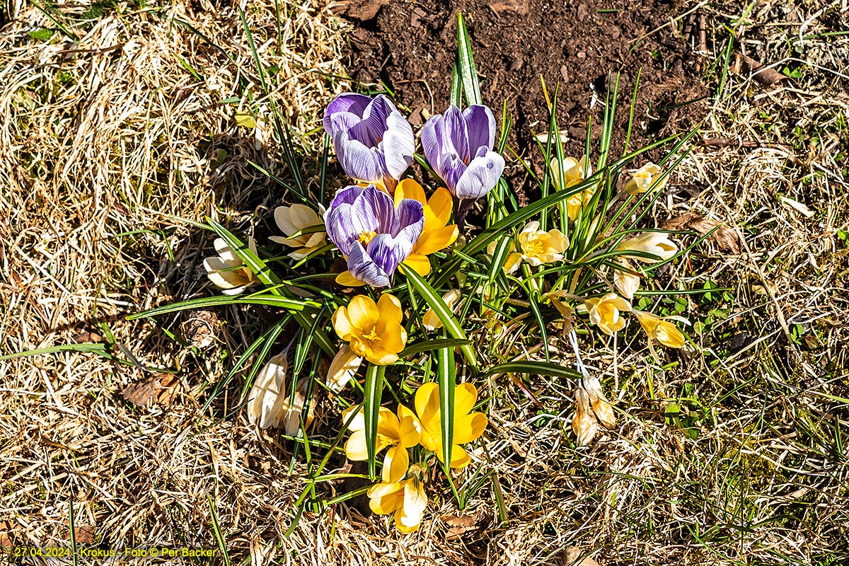 Krokus