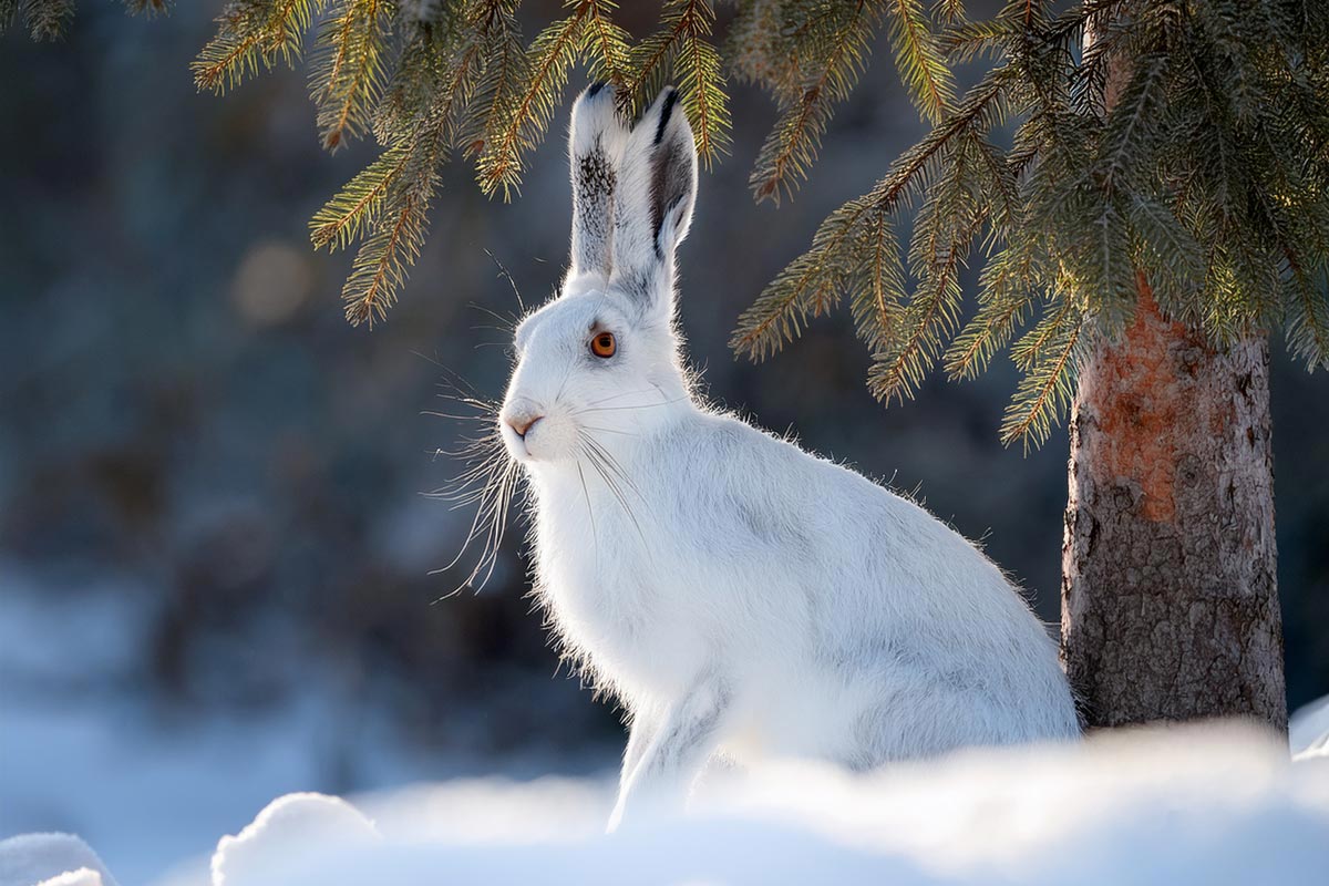 Hare (KI)