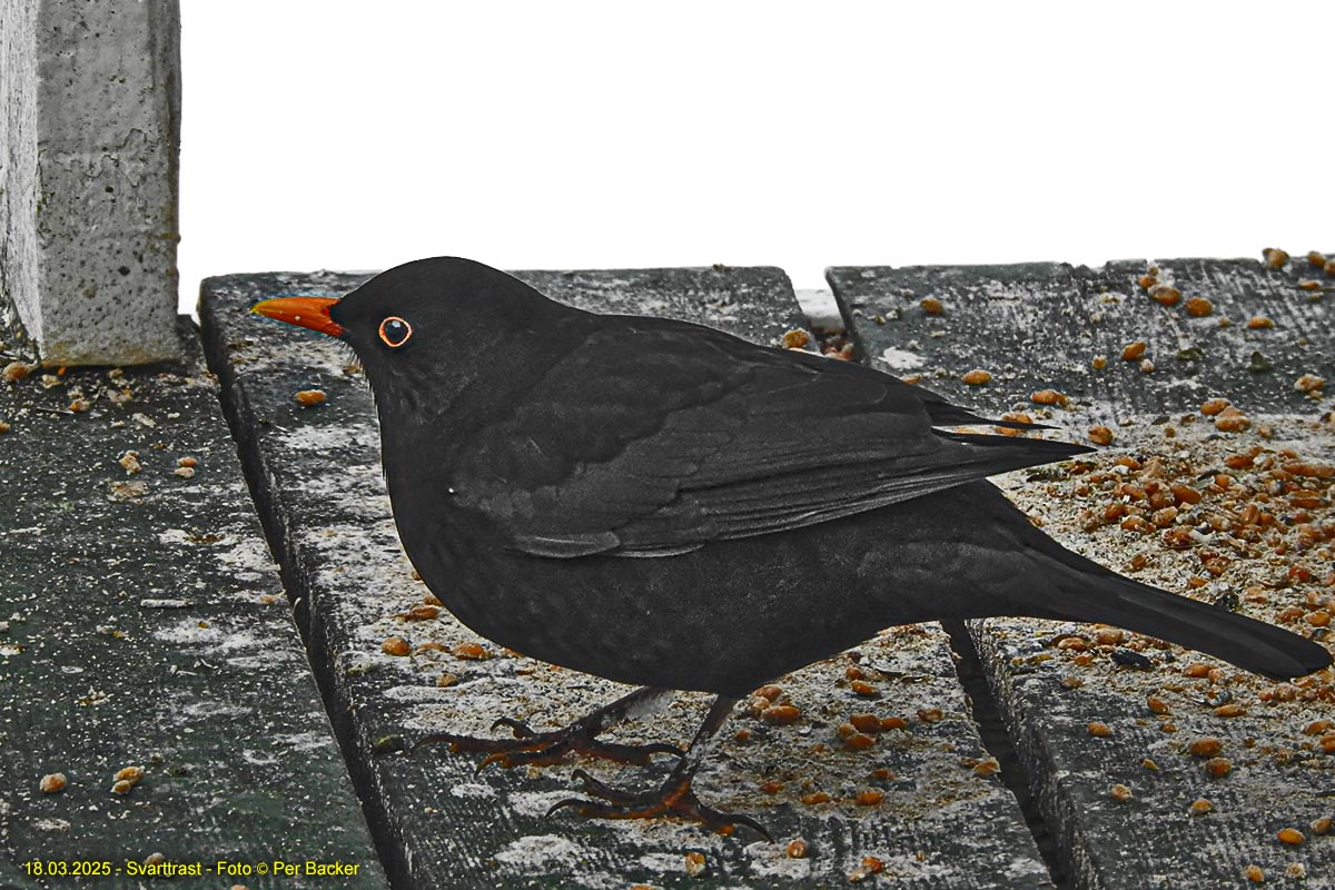 Svarttrast