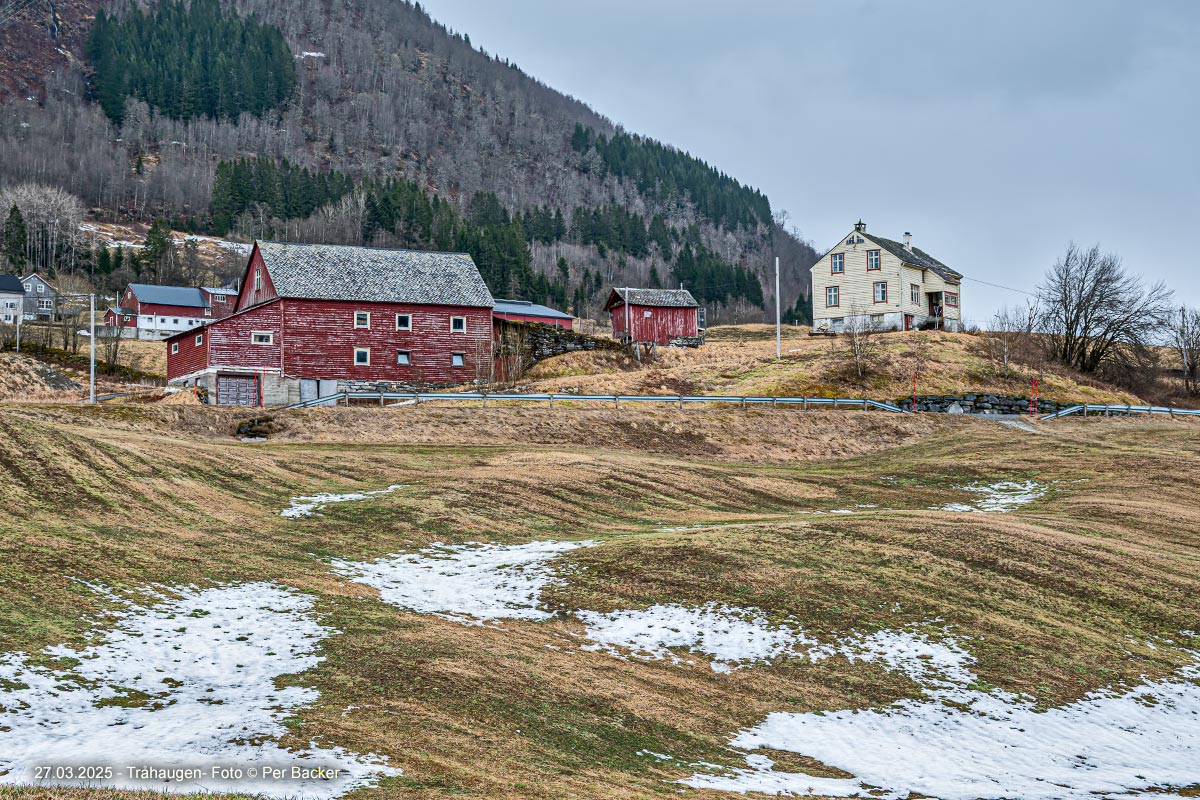 Tråhaugen