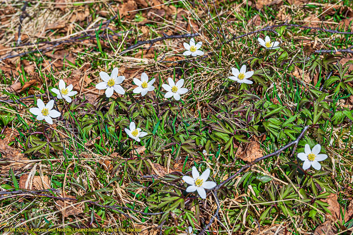 Kvitveis ved Nedste Ulvundstølen