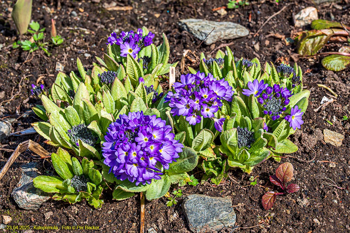 Kuleprimula