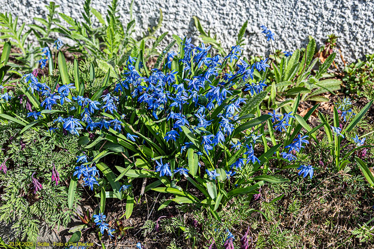 Scilla