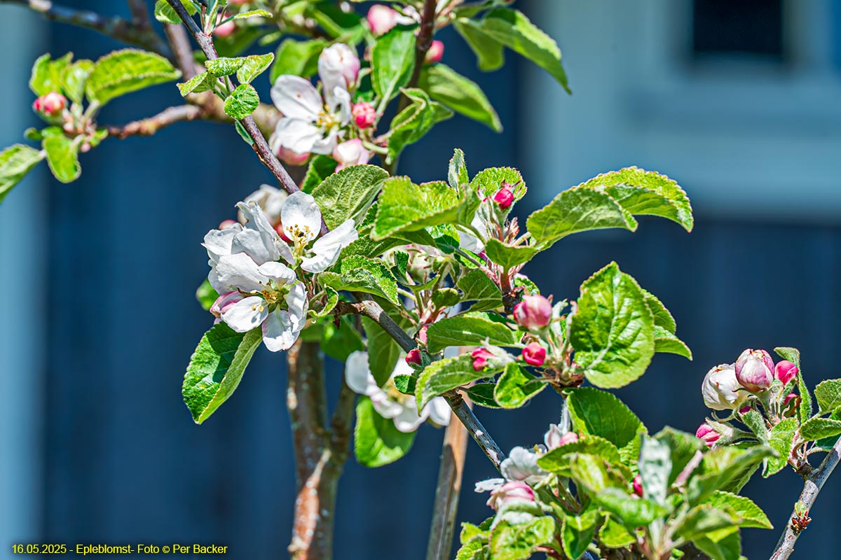Epleblomst