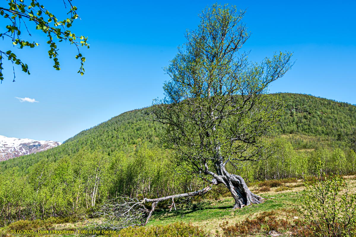 Bjørk i Hogstoren