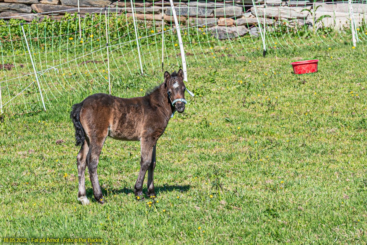 Føl på Årmot