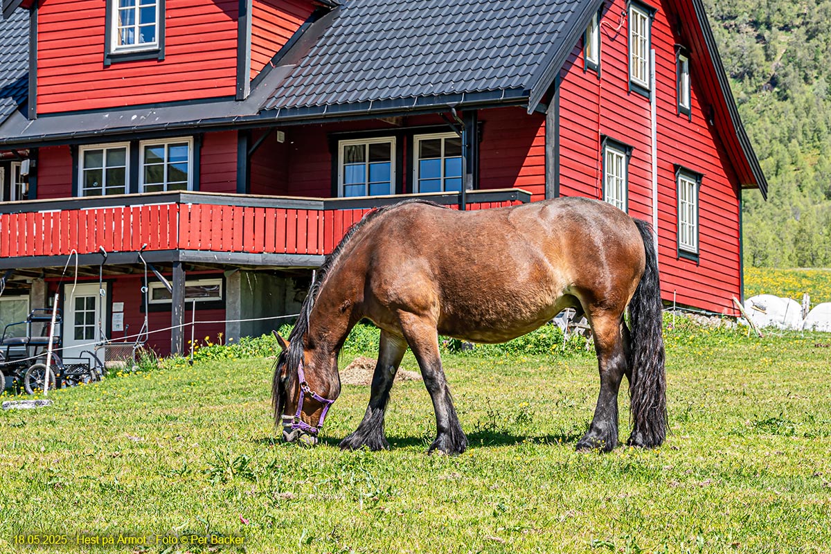 Hest på Årmot