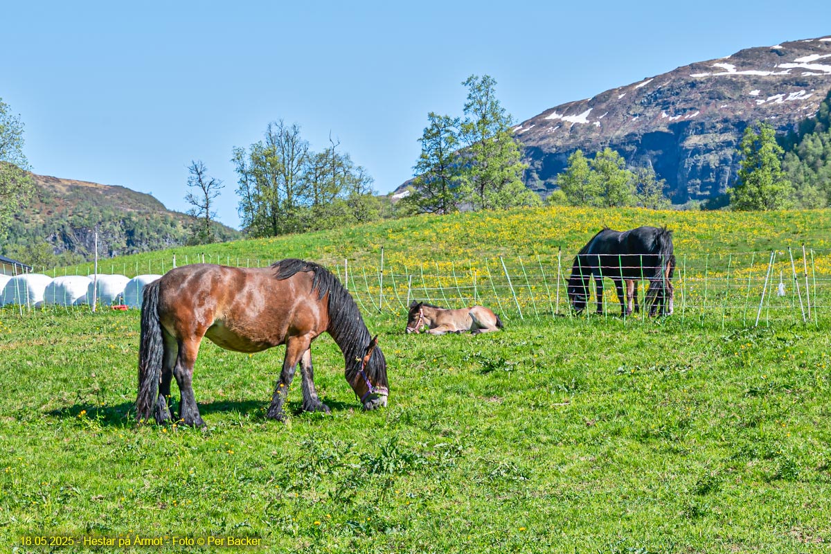 Hestar på Årmot