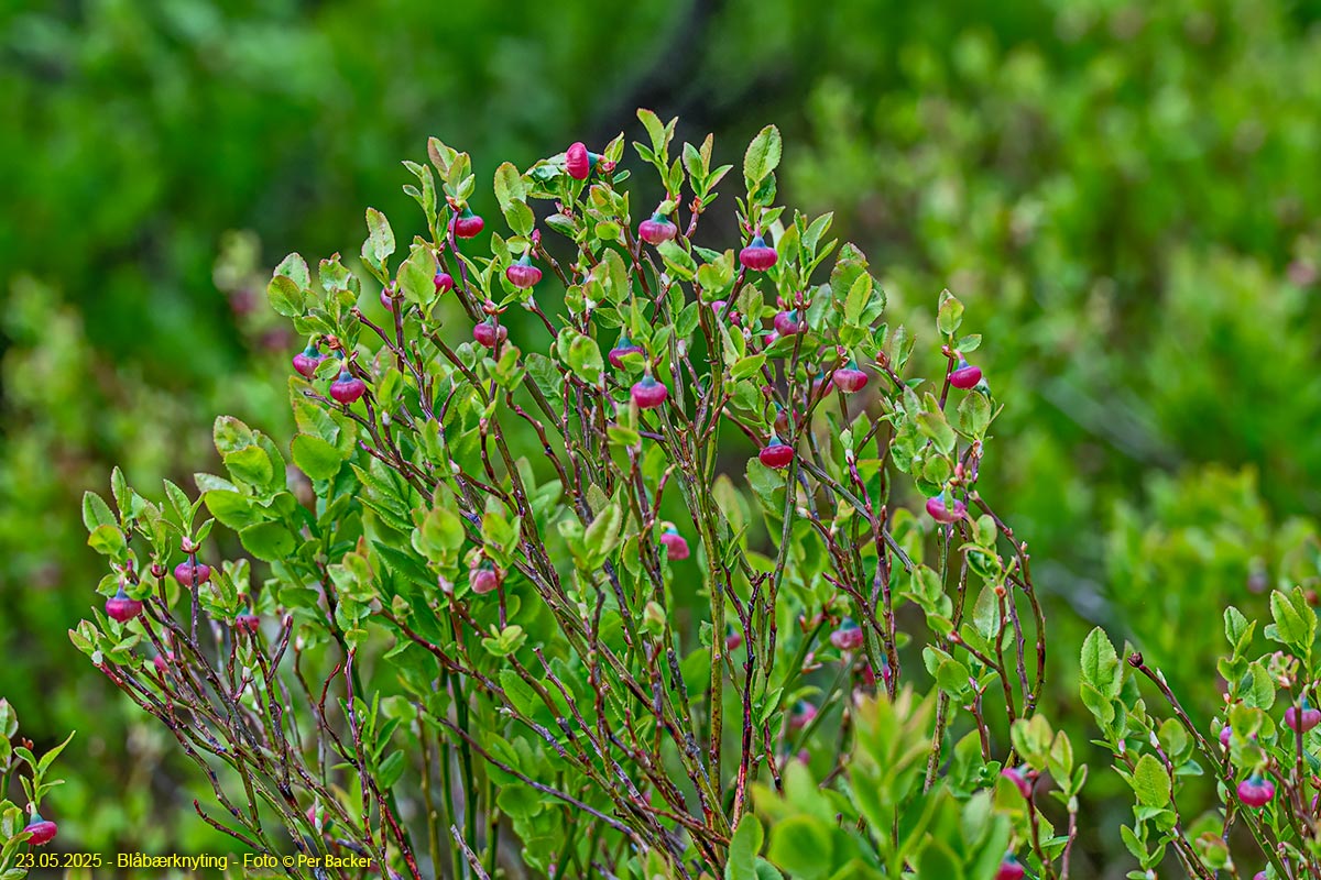 Blåbærknyting