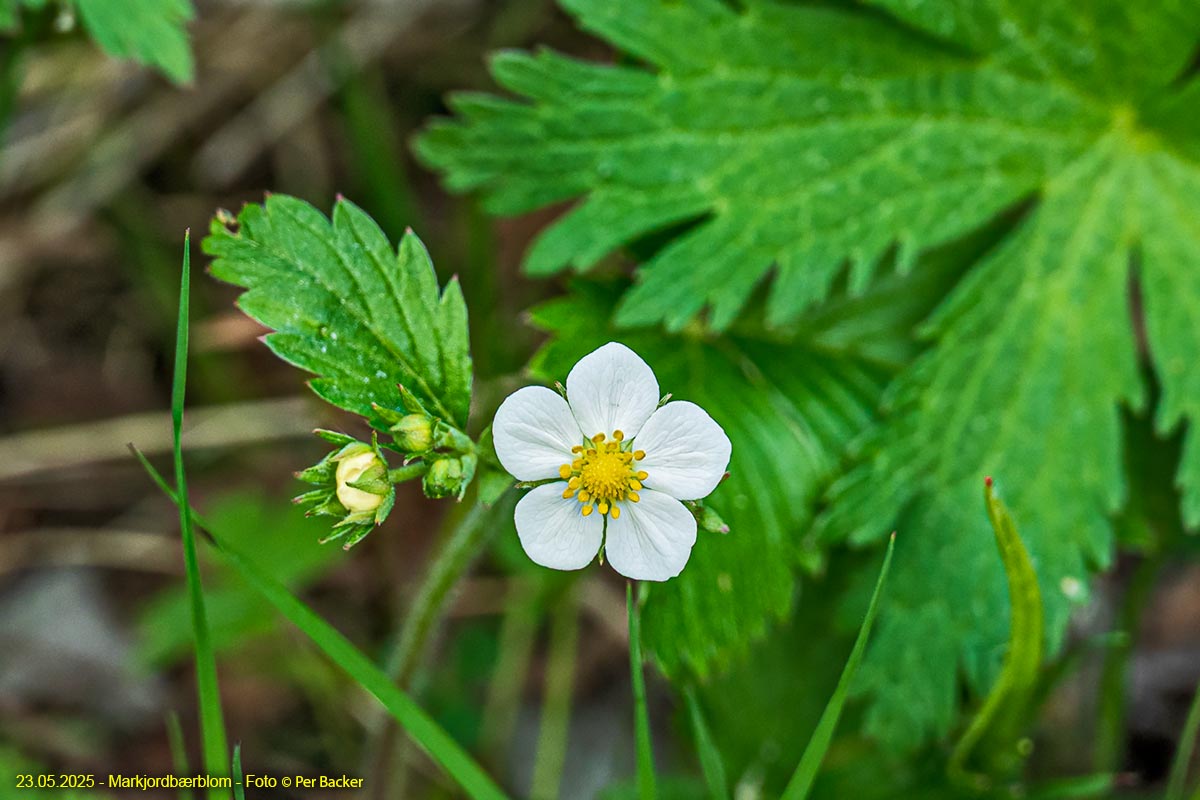 Markjordbærblom