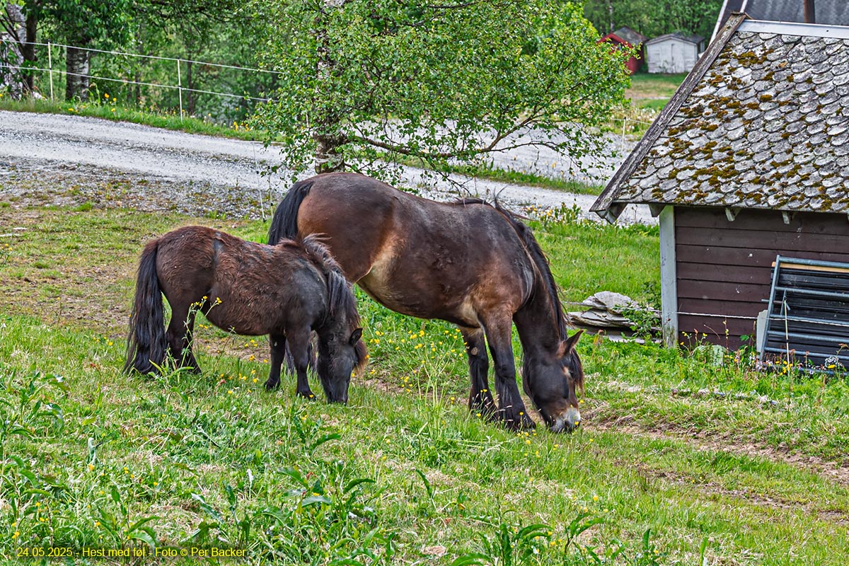 Hest og føl