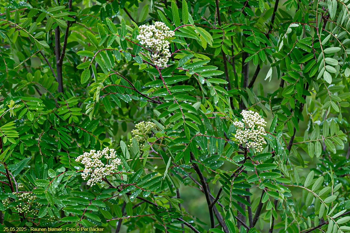 Raunen blømer