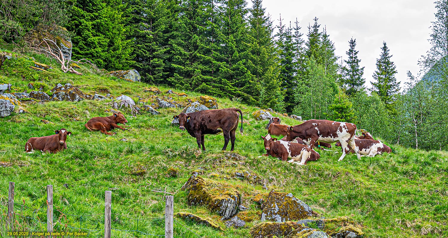 Kviger på beite