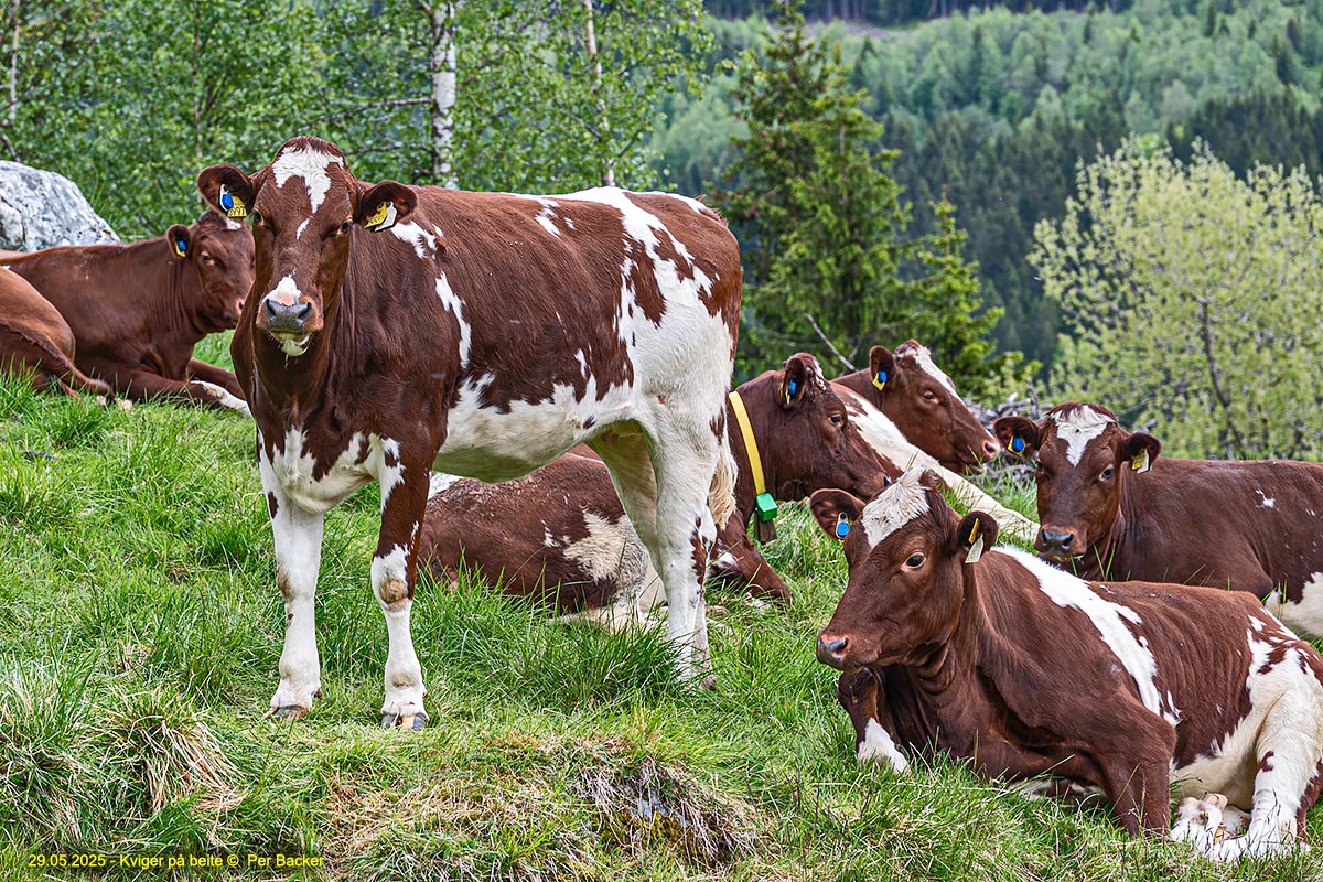 Kviger på beite