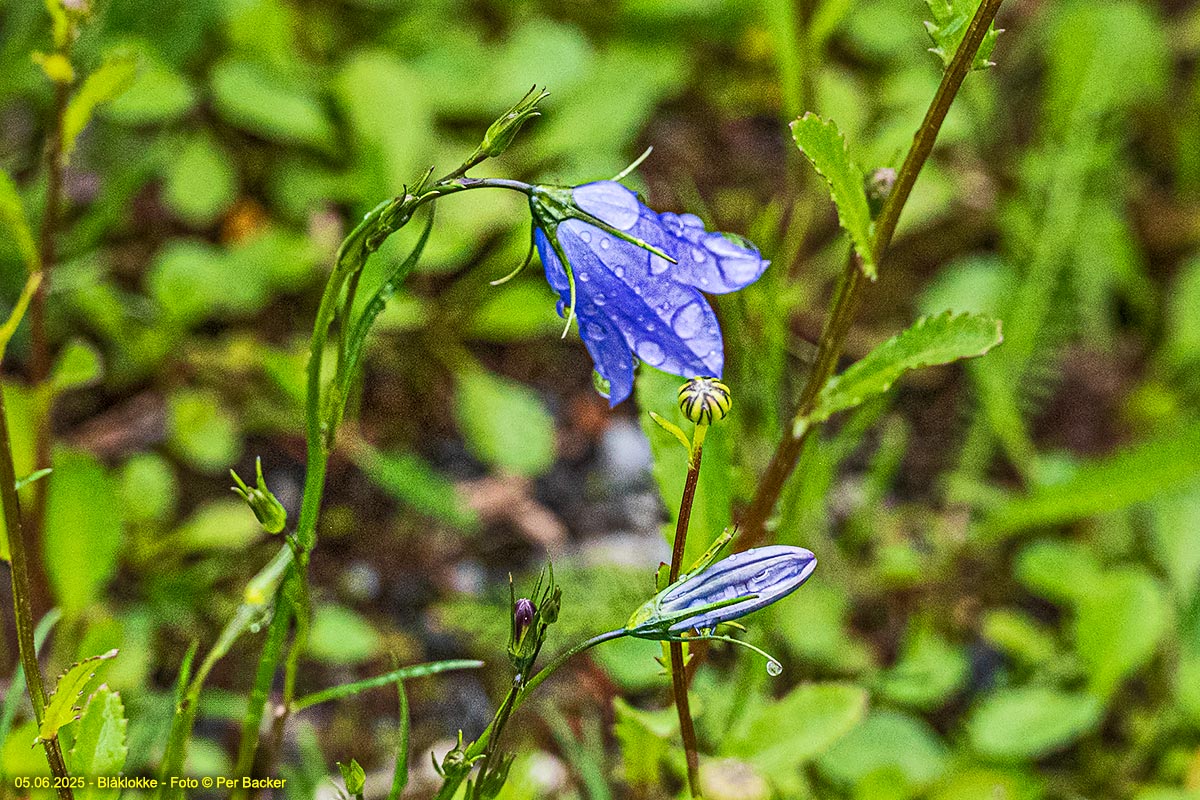 Blåklokke