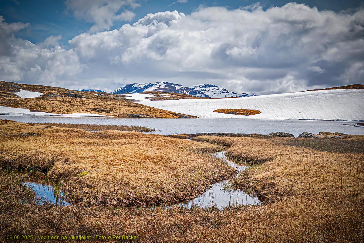 Thødn på Vikafjellet