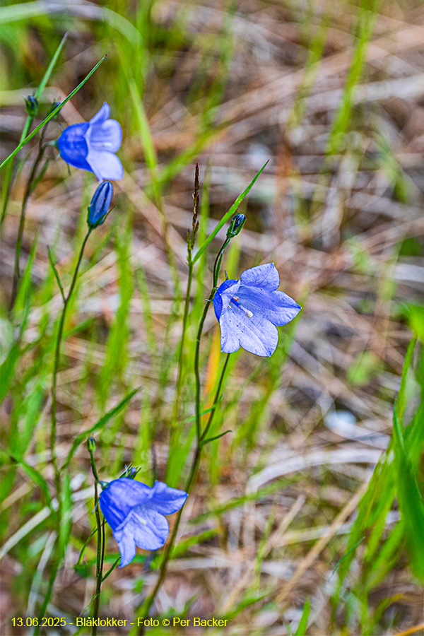 Blåklokker