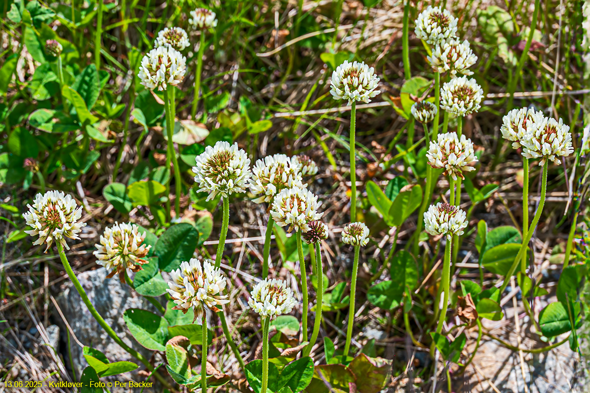 Kvitkløver
