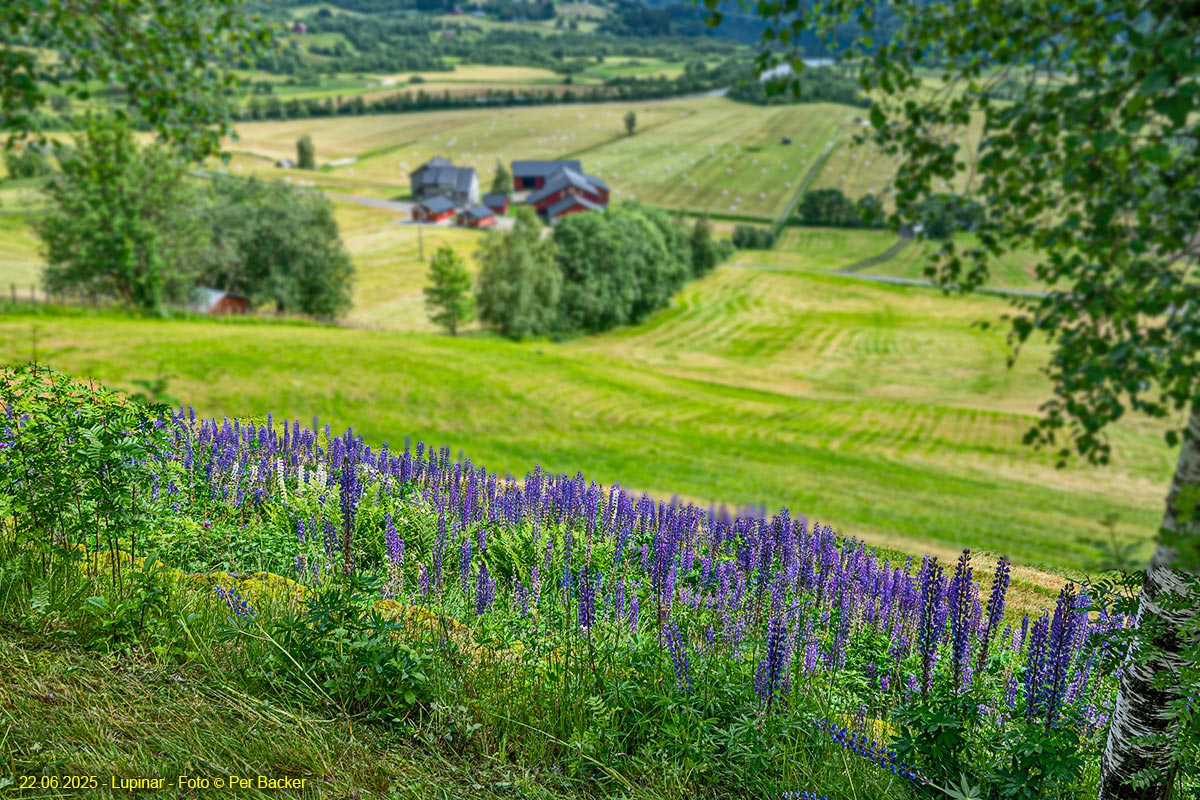 Lupinar