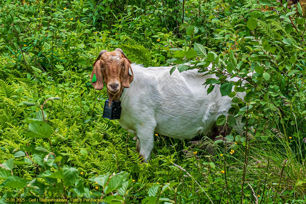 Geit i Stalheimskleiva