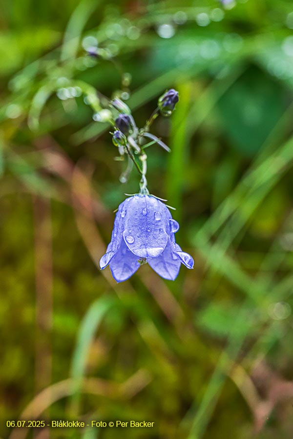 Blåklokke
