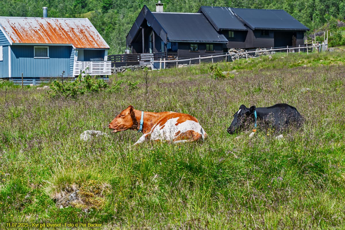 Kyr på Øyaset