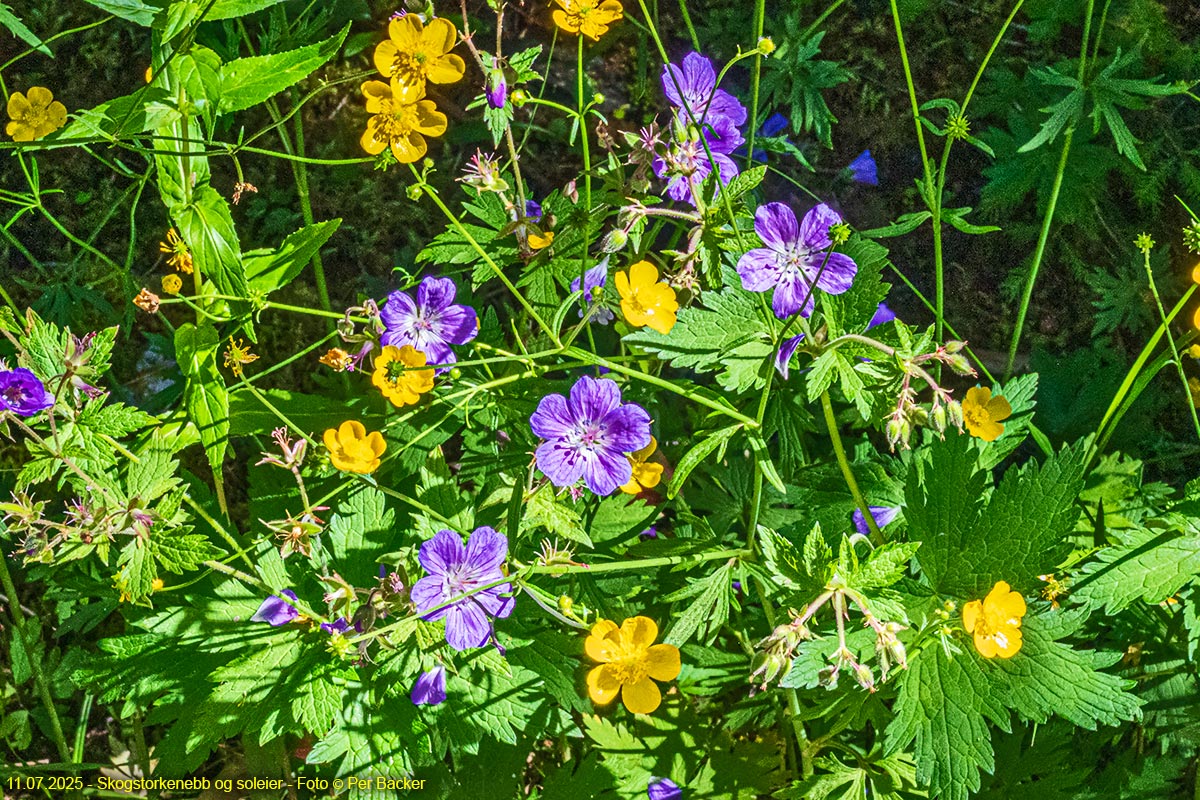 Skogstorkenebb og soleier