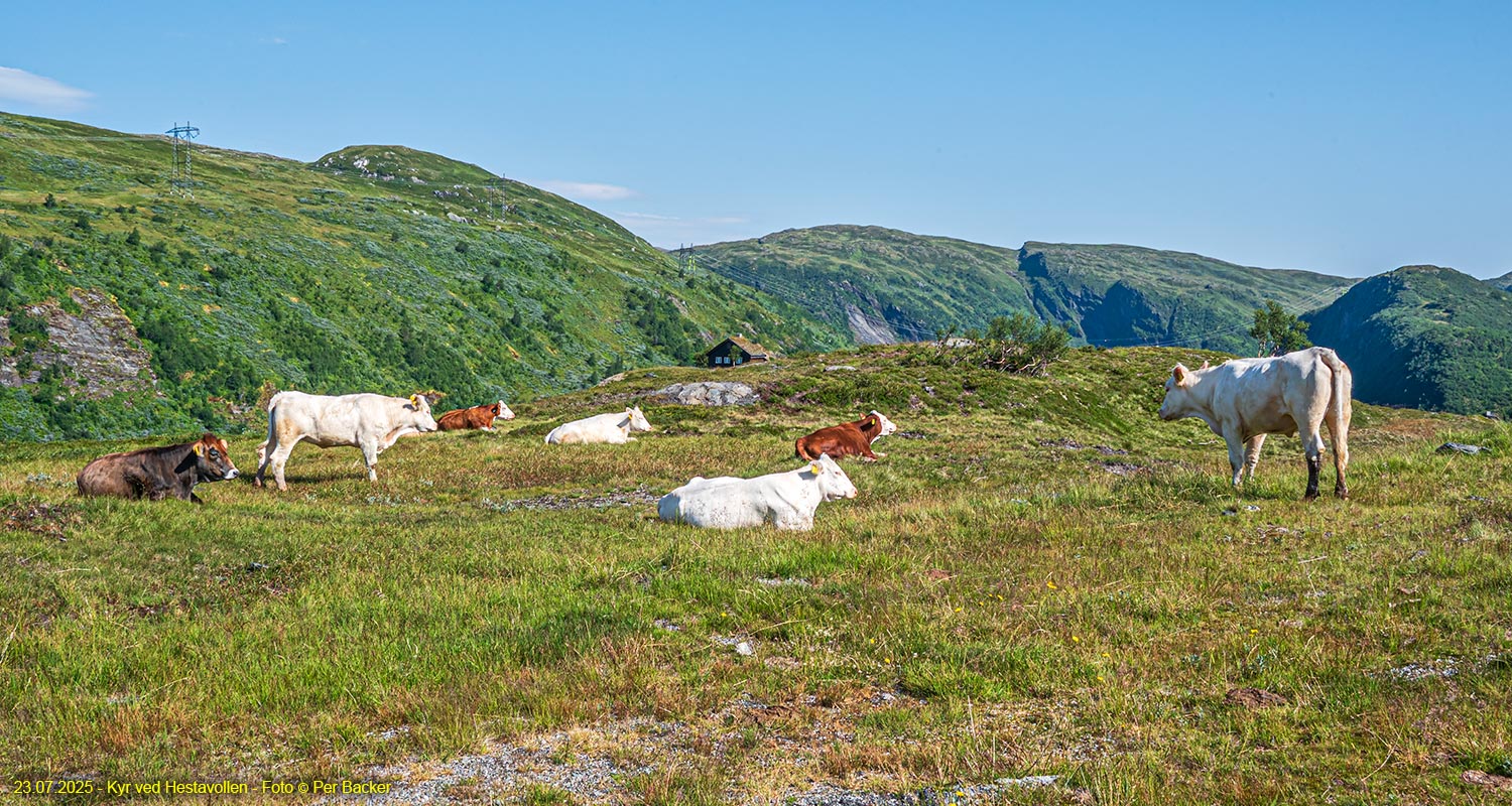 Kyr ved Hestavollen
