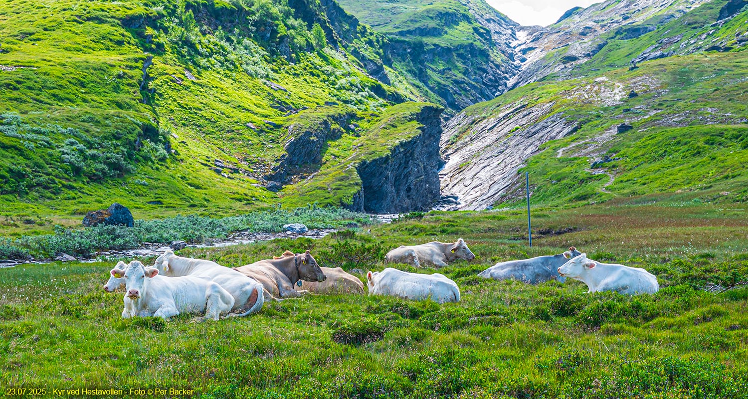 Kyr ved Hestavollen