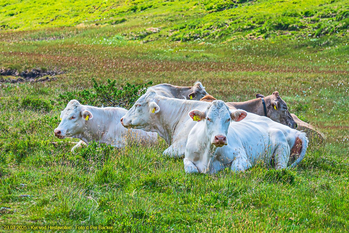 Kyr ved Hestavollen
