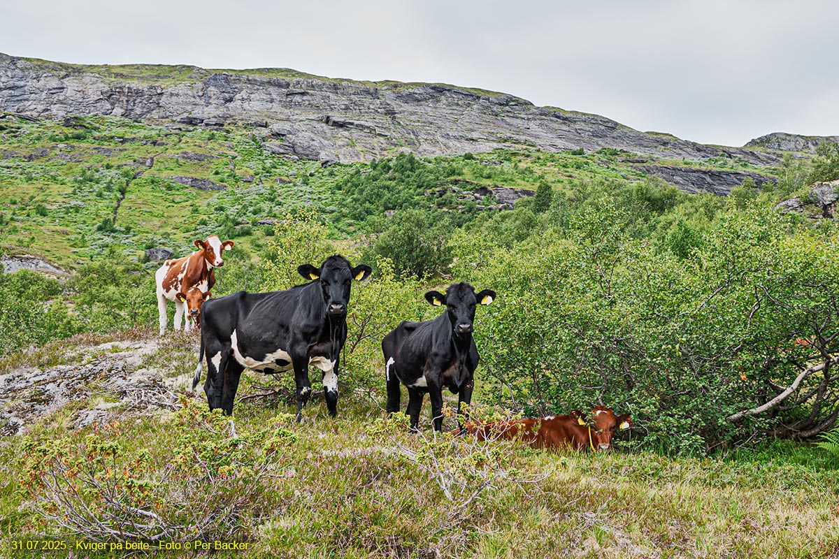 Kviger på beite