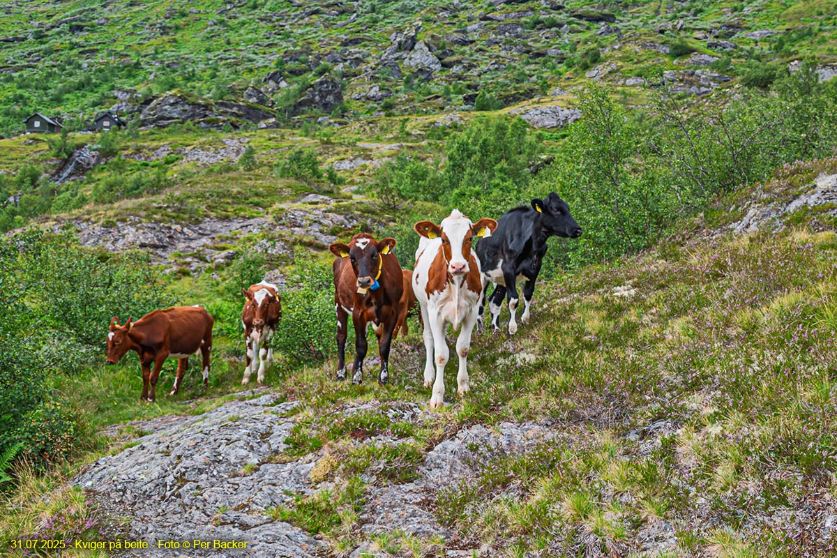 Kviger på beite