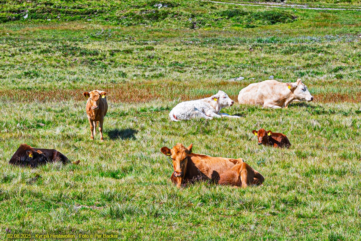 Kyr på Hestavollen