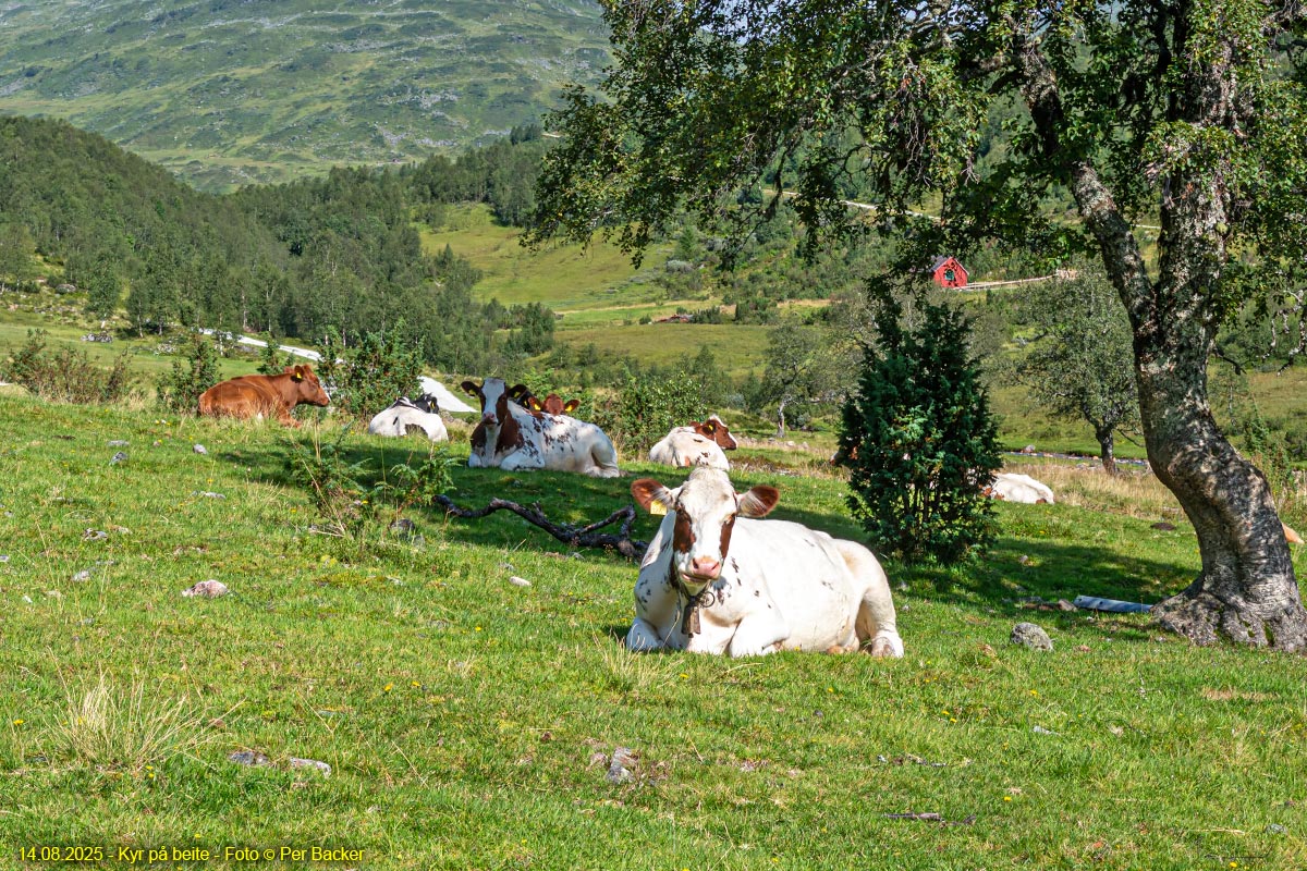 Kyr på beite