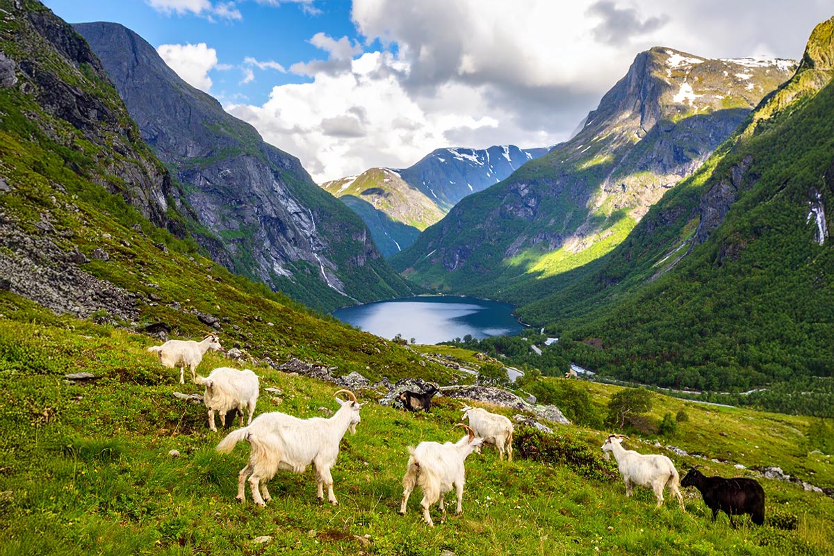 Geiter i fjellet (KI)