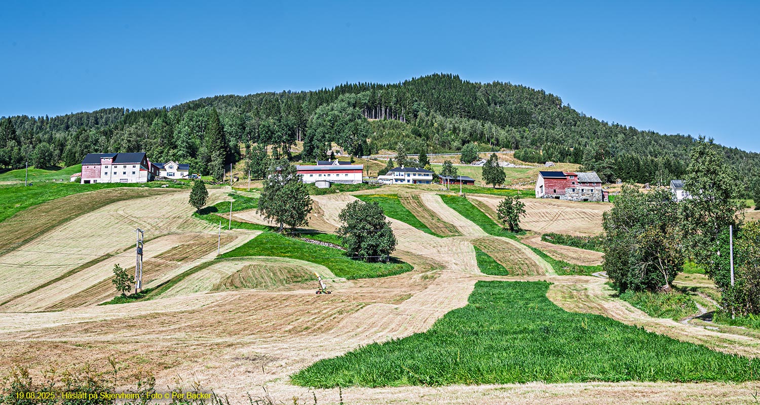Håslått på Skjervheim