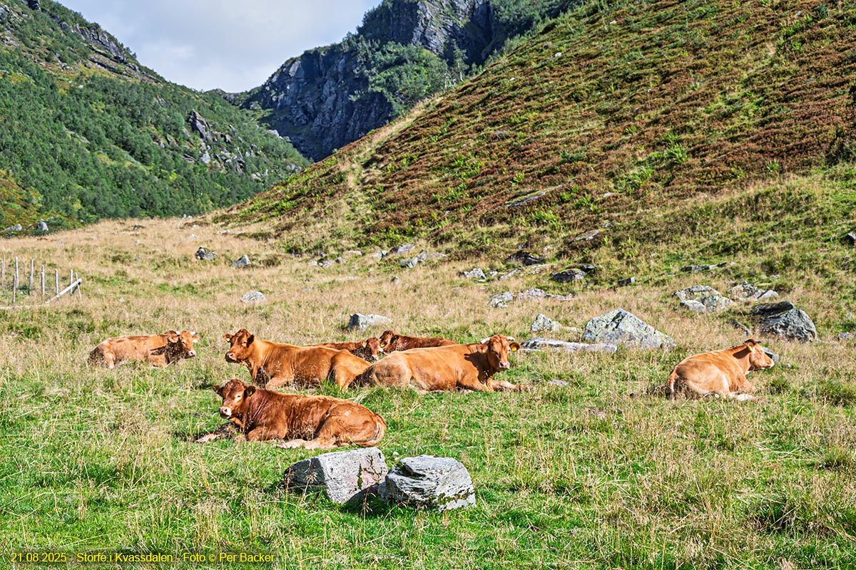 Storfe i Kvassdalen