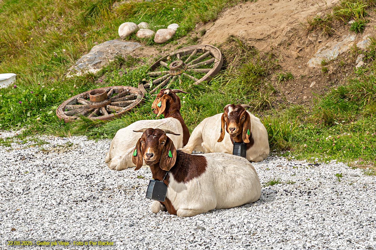 Geiter på Vinje