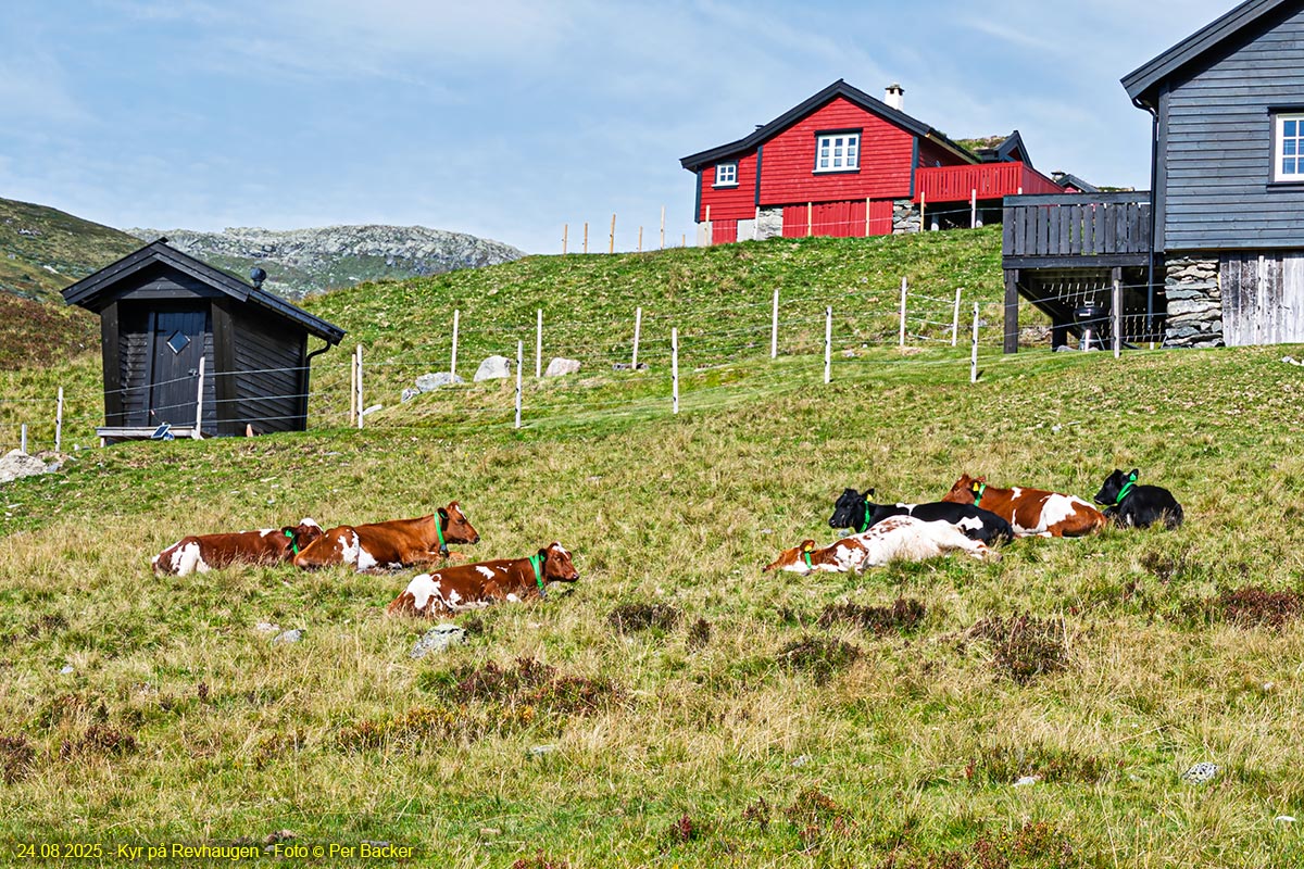 Kyr på Revhaugen